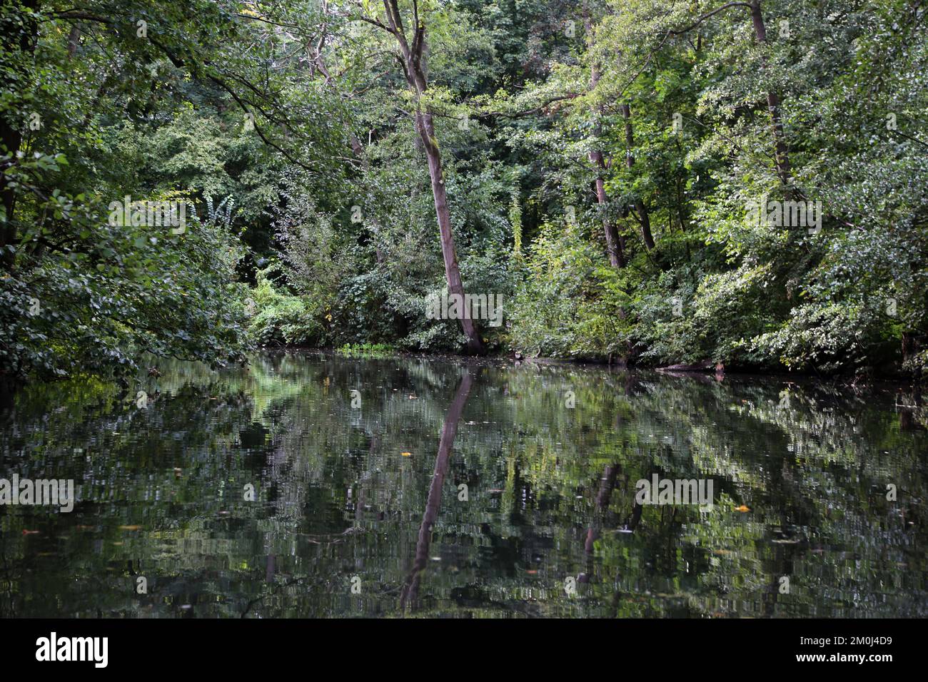 Rivière Alster et forêt en bordure de Hambourg Banque D'Images