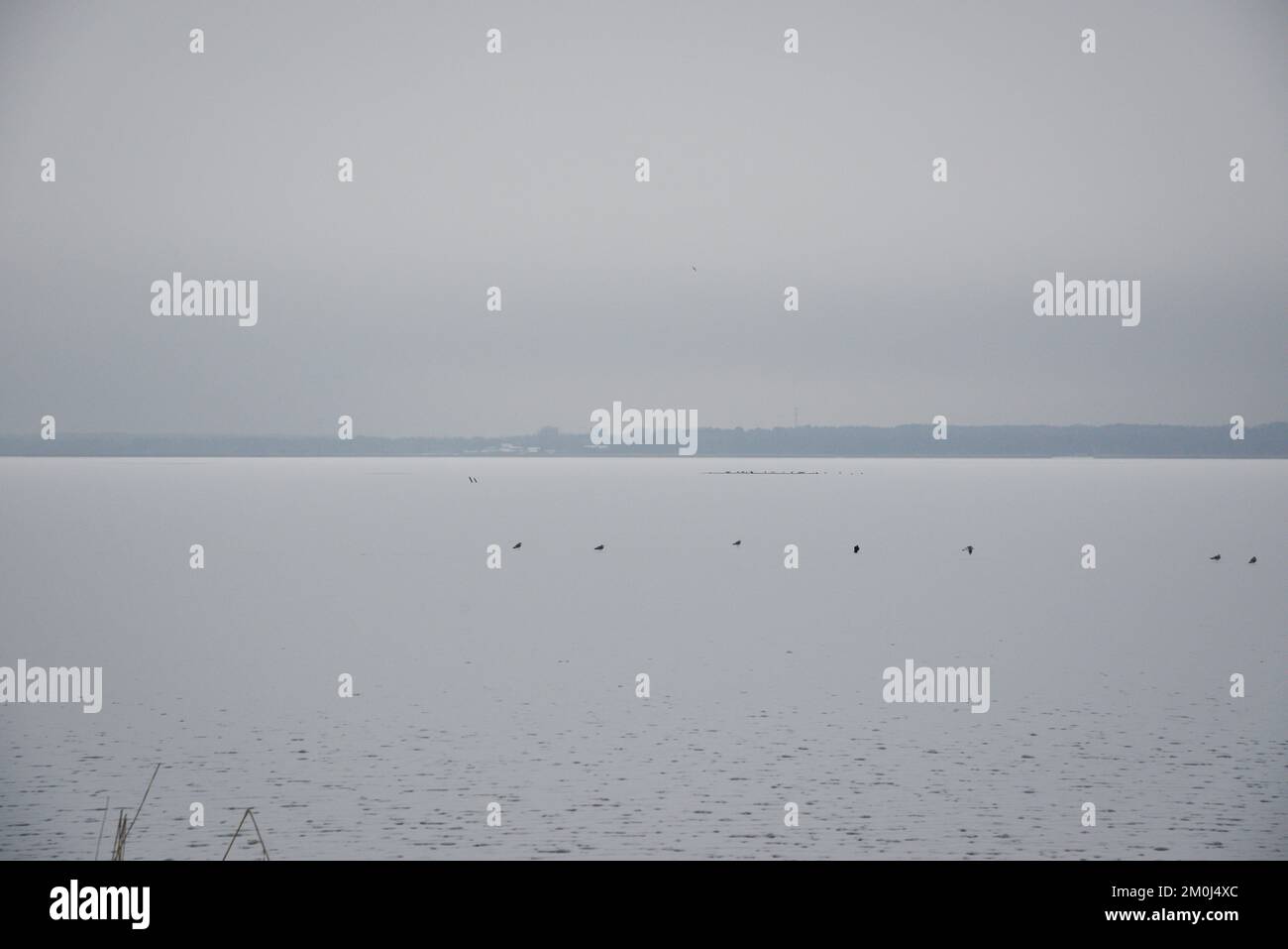 magnifique paysage d'hiver avec une vue naturelle sur un lac gelé sur lequel les oiseaux noirs sont assis et une forêt à l'horizon. Banque D'Images