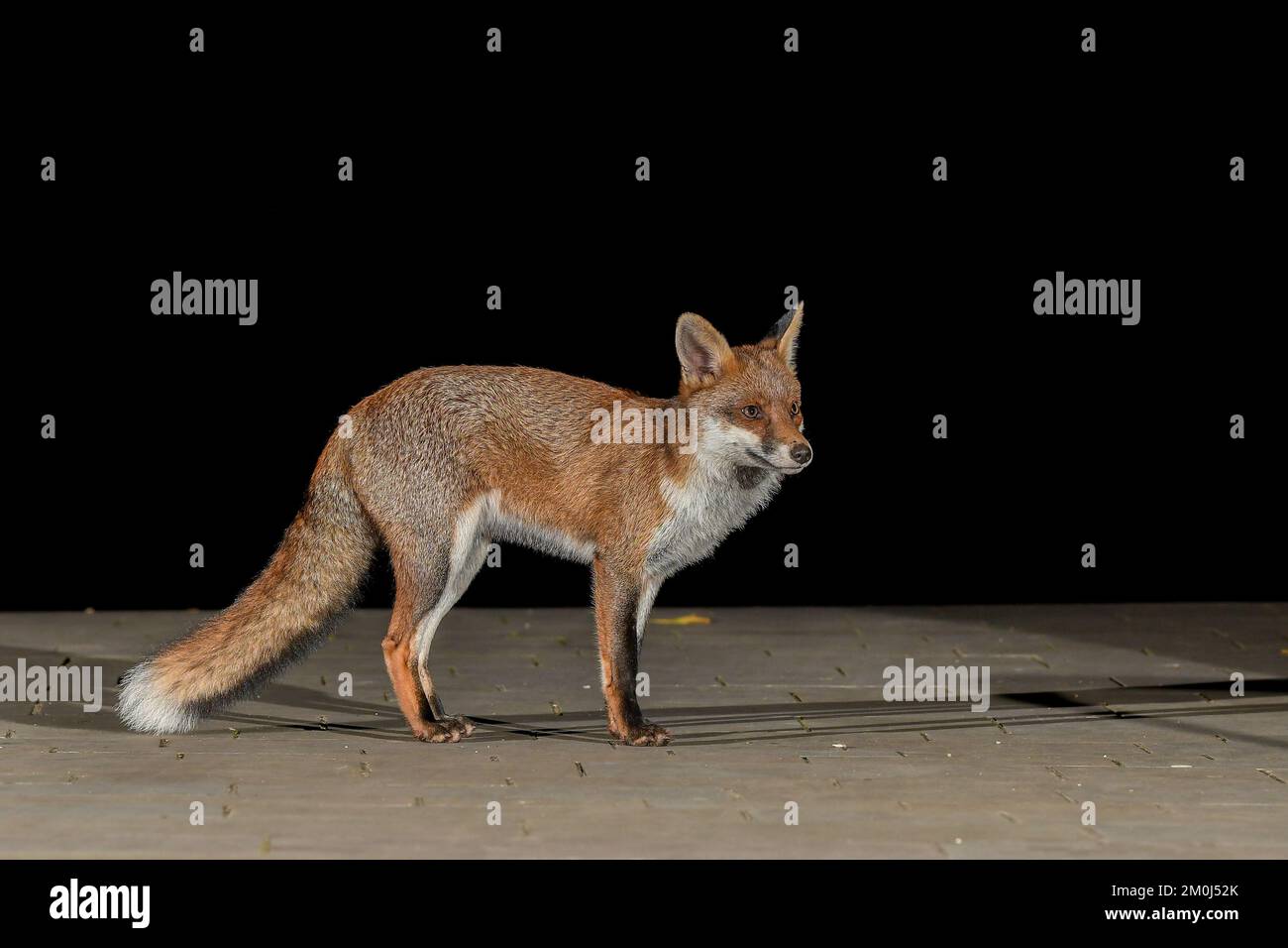 Renard urbain à Bristol Banque D'Images