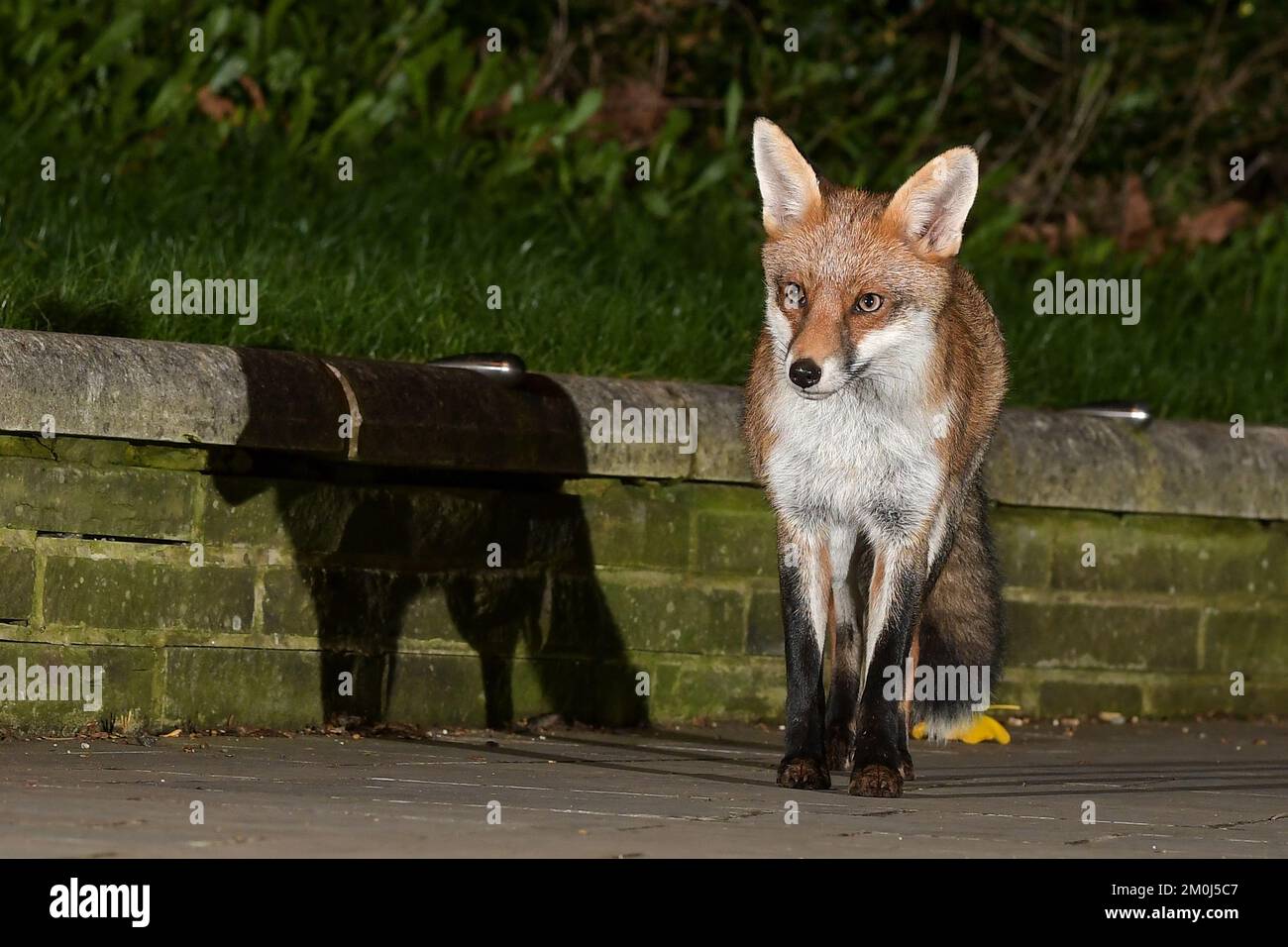 Renard urbain à Bristol Banque D'Images