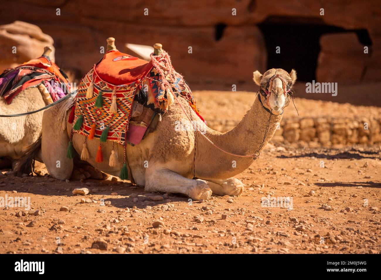 Portrait de chameau en gros plan sous les rochers rouges à Petra, en Jordanie Banque D'Images