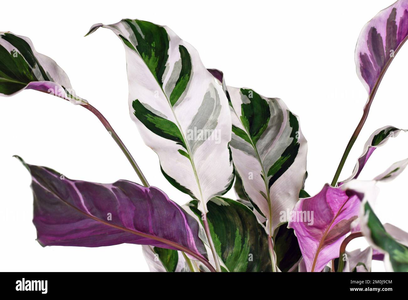 Feuille de plante maison exotique 'Calathea White Fusion' de prière sur fond blanc Banque D'Images