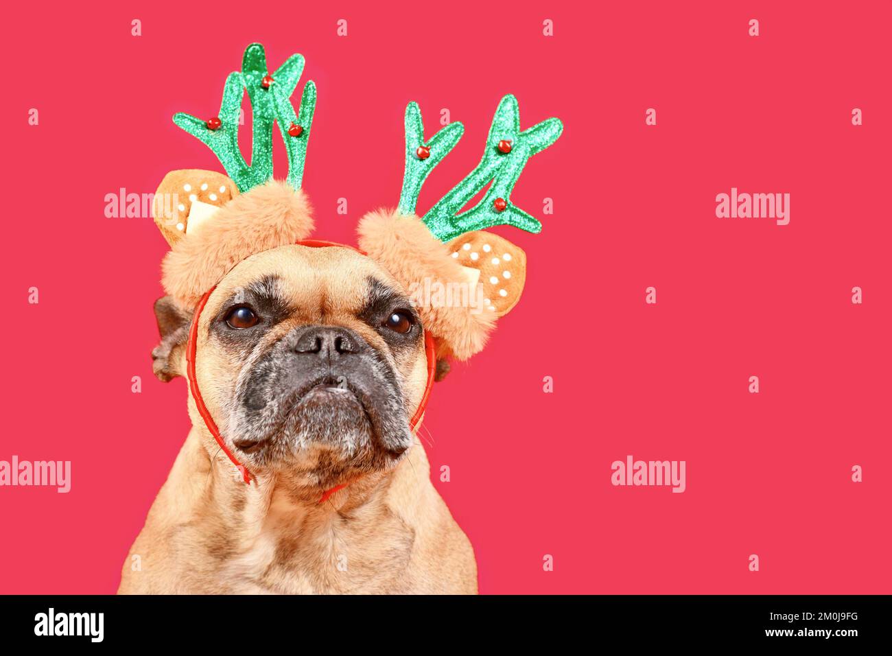Petit chien Bulldog français avec bandeau de costume de renne de Noël sur fond rose avec espace de copie Banque D'Images