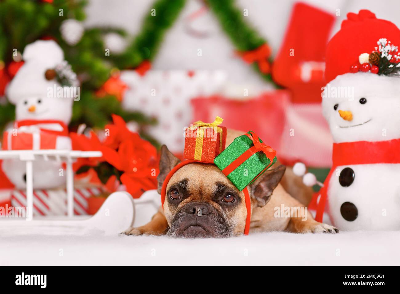 Chien Bulldog français portant un bandeau de boîte cadeau de Noël entre les décorations saisonnières Banque D'Images