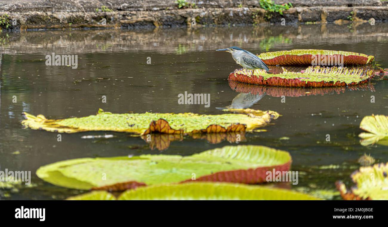 Fleur de lotus Amazonica de Victoria Banque D'Images