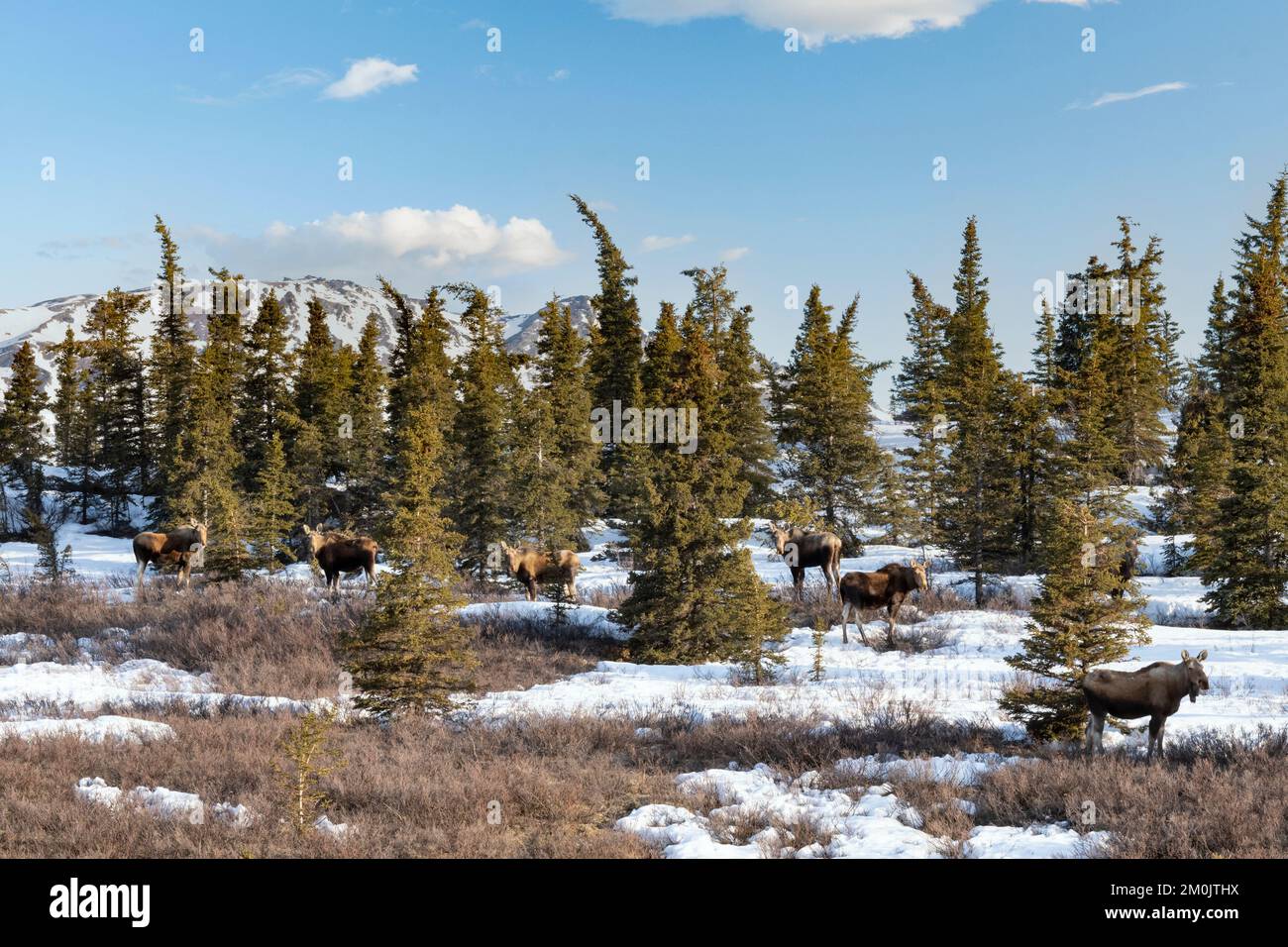 Amérique du Nord; États-Unis; Alaska; faune; orignal; Alces alces gigas; Groupe; Printemps; après l'hiver de neige profonde, les orignaux se hardirent dans la première zone exempte de neige Banque D'Images