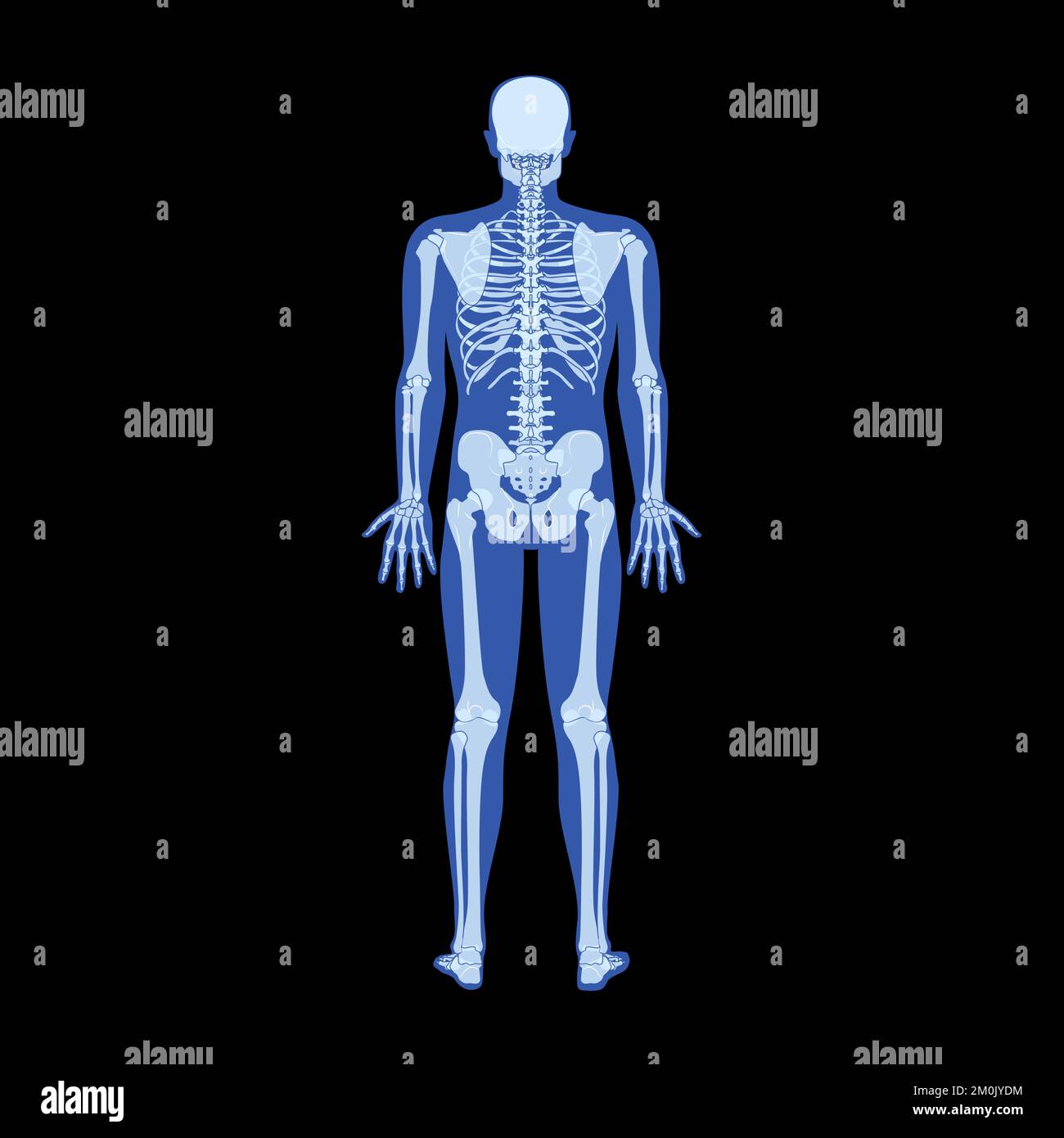Squelette à rayons X corps humain - mains, jambes, coffres, têtes, vertèbres, Bassin, os adultes roentgen vue arrière. 3D Illustration vectorielle réaliste et plate de l'anatomie médicale isolée sur fond noir Illustration de Vecteur