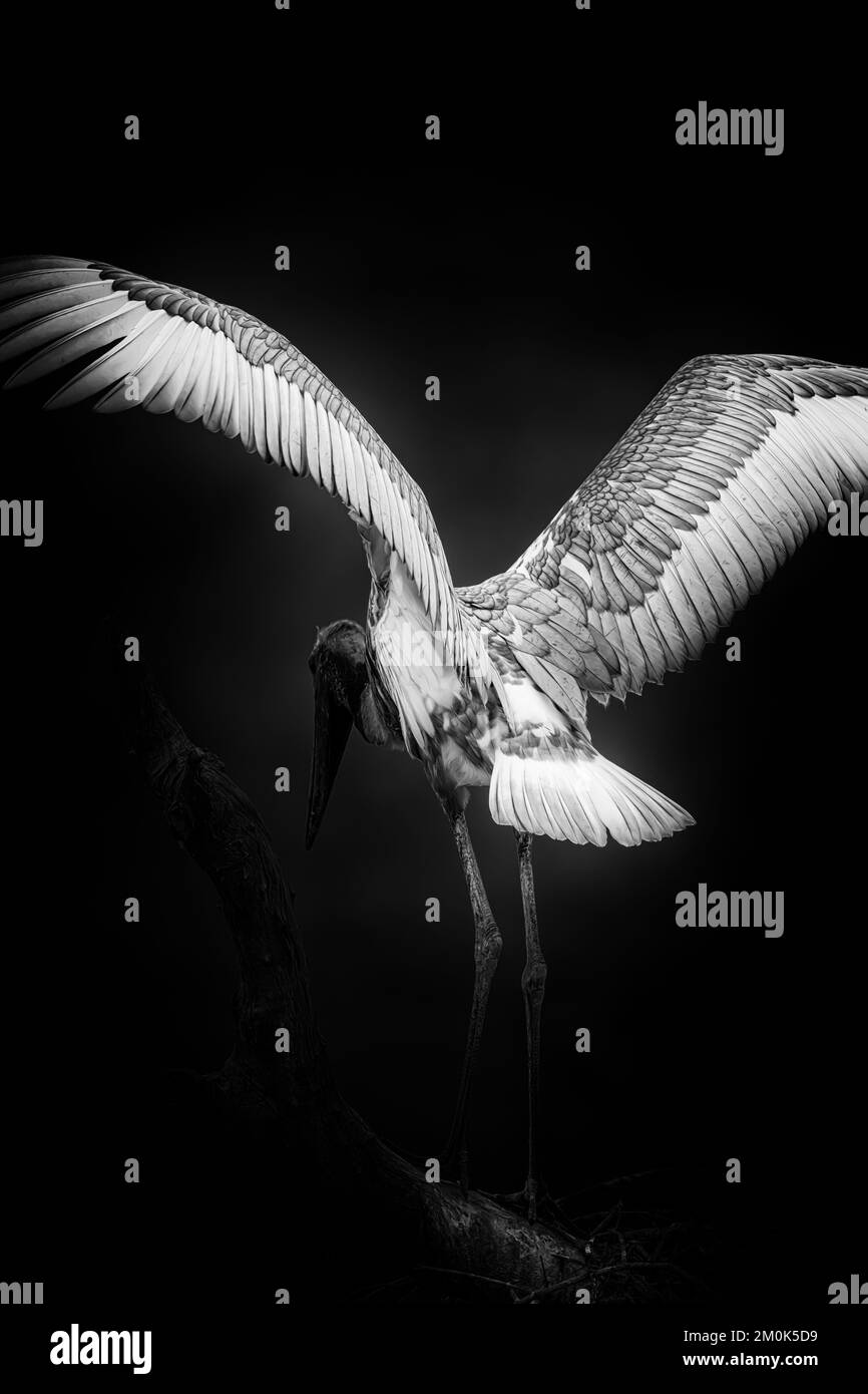 Image en noir et blanc de la cigogne de Jabiru avec les ailes étalés avant le vol Banque D'Images