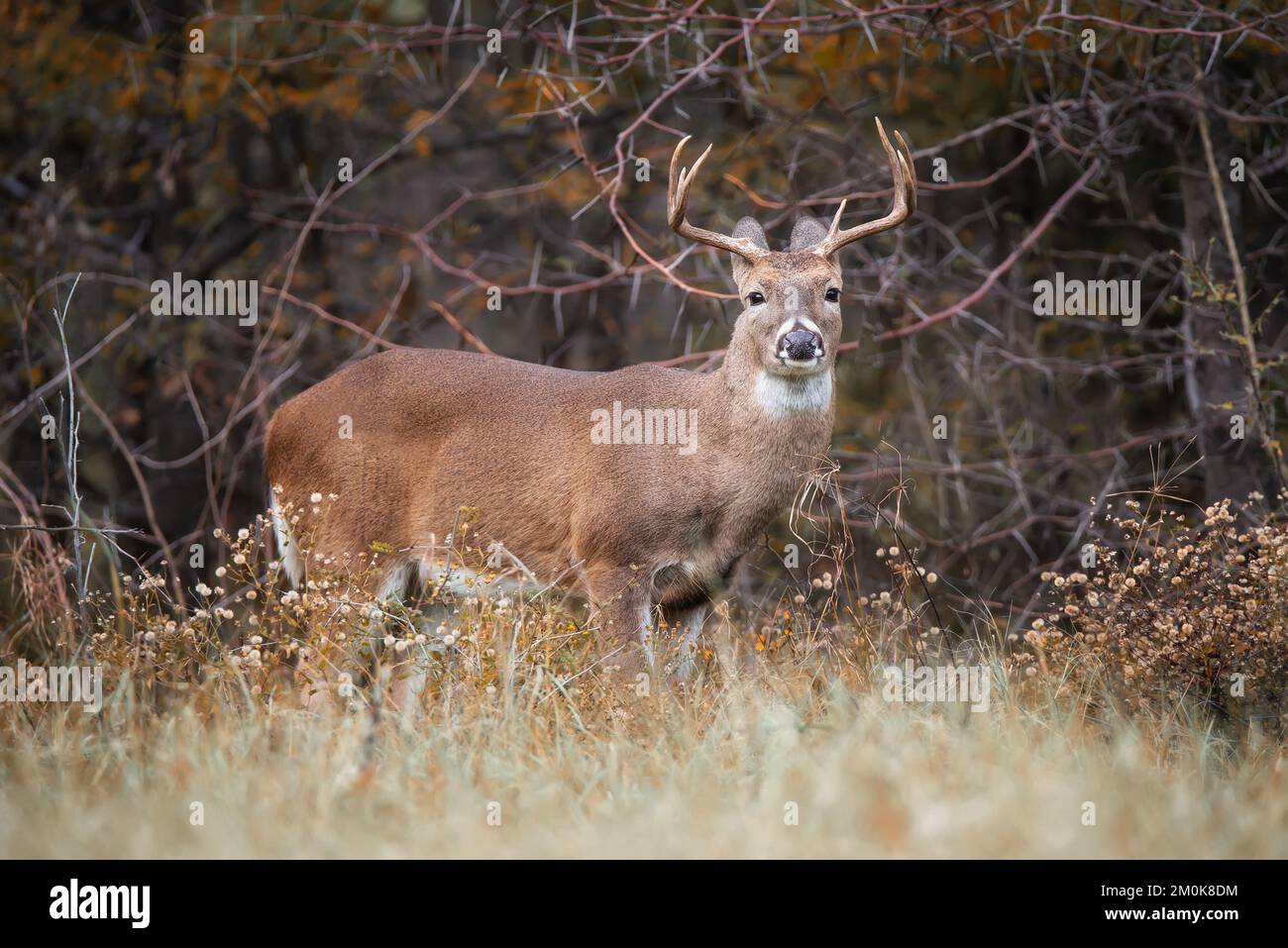 Jeune cerf de Virginie, un buck, dans les bois d'automne pendant la saison de la rut au Texas. Banque D'Images