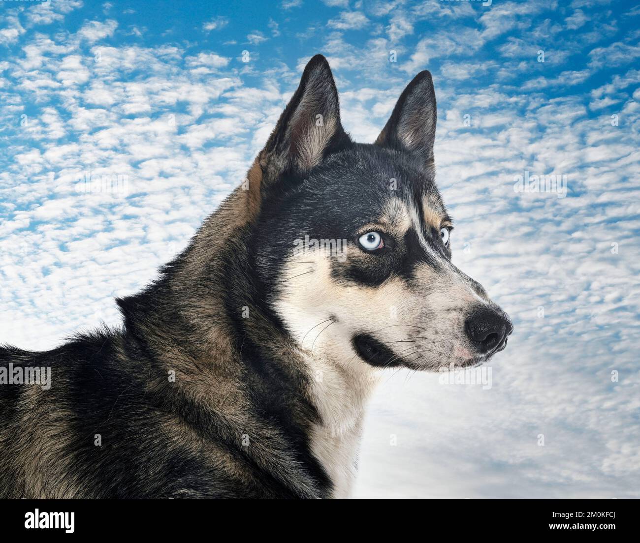 Husky de Sibérie in front of white background Banque D'Images
