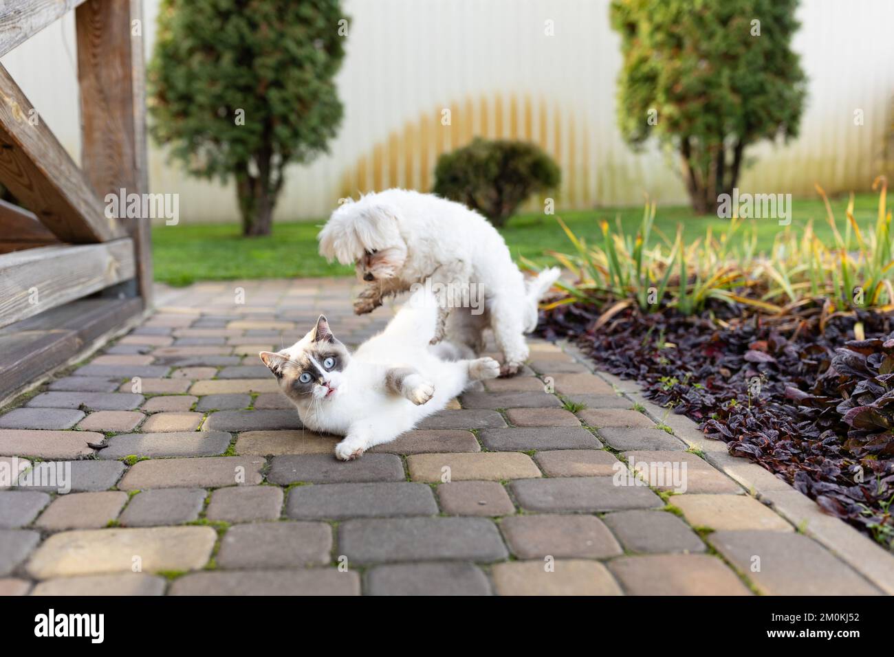 chien et chat jouent ensemble. chat et chien couché à l'extérieur dans la cour.chien et chat meilleurs amis. Banque D'Images