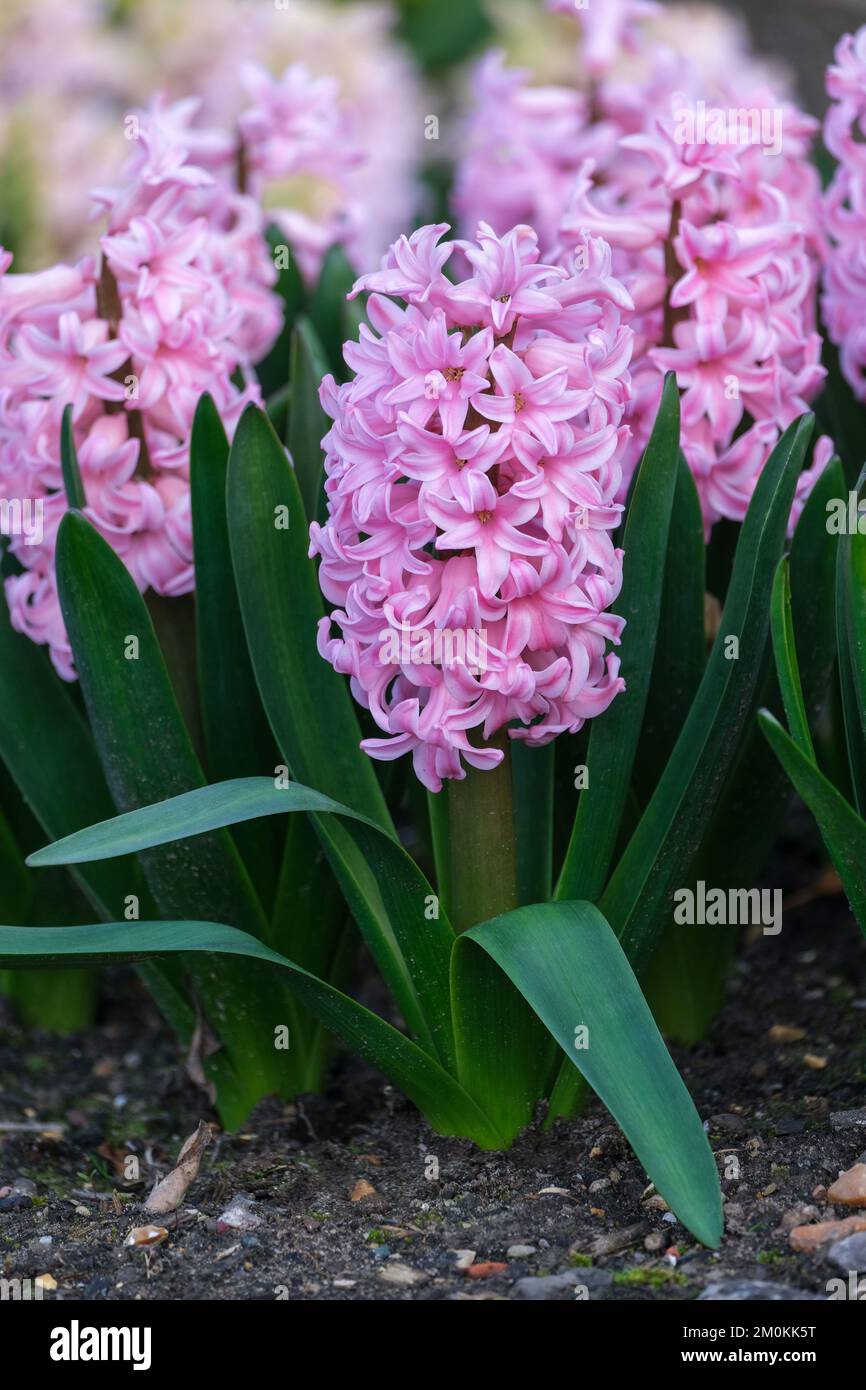 Jacinthus orientalis 'Anna Liza', vivace bulbeuse avec racaces tubulaires verticales de fleurs rose lilas en forme d'étoile avec un bord plus pâle Banque D'Images