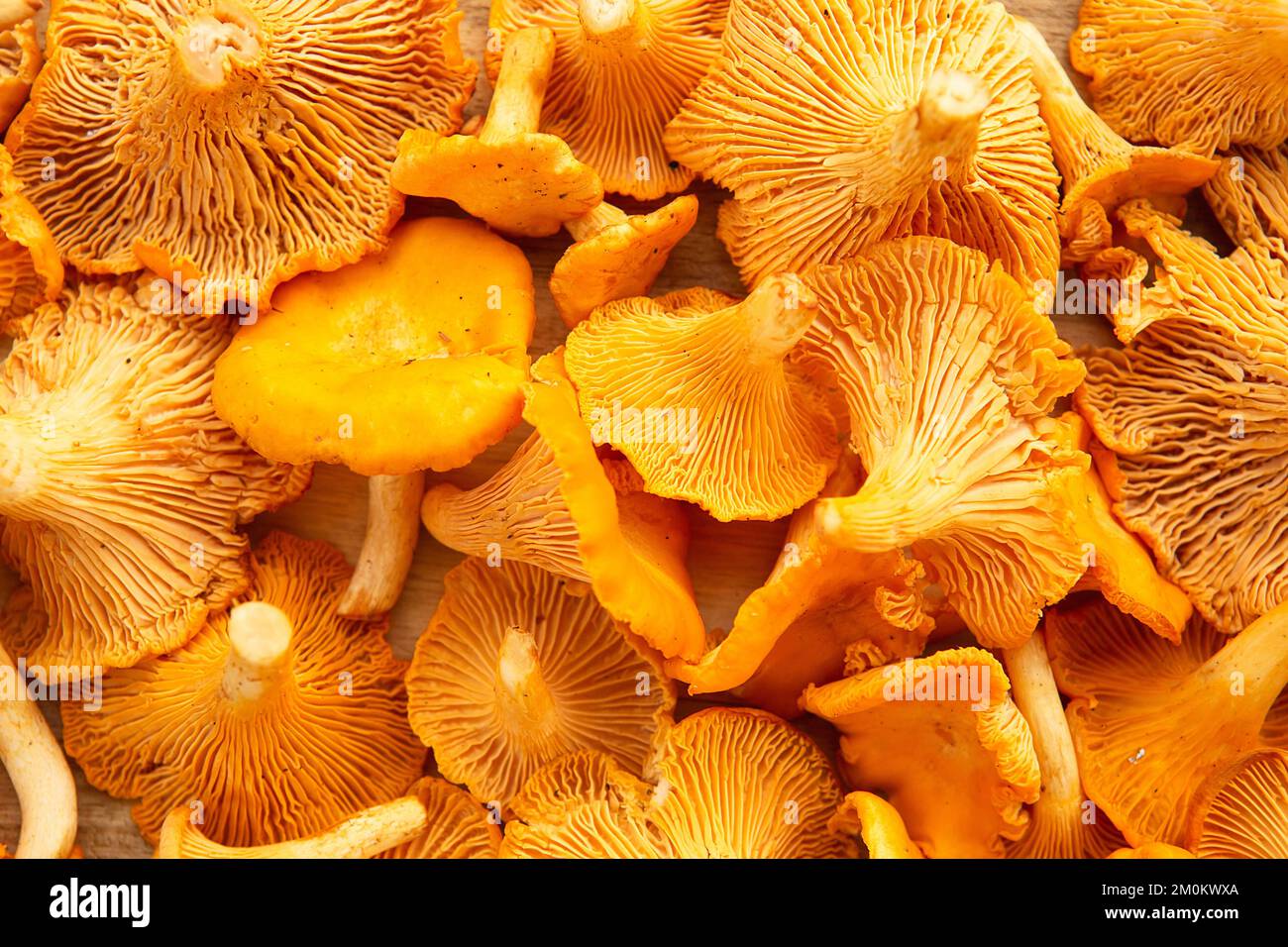 Chanterelle jaune fraîchement cueillie. Chanterelle ou girolles. Gros plan de champignons comestibles frais. Champignons orange de la forêt. Banque D'Images