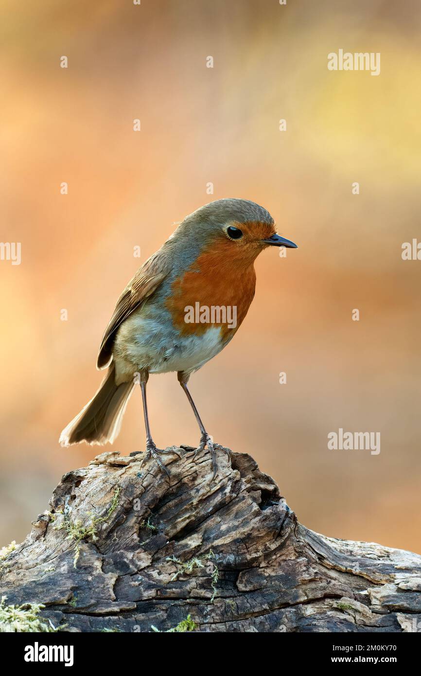 Robin oiseau, erithacus rubecula assis sur le vieux bois dans la forêt au coucher du soleil. Vue latérale portrait, gros plan. Fond coloré flou.Trencin, Slovaquie. Banque D'Images