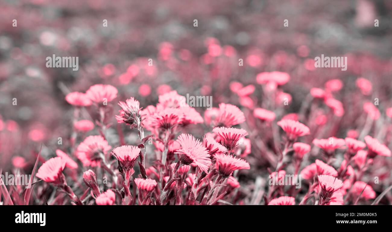 Viva Magenta couleur de l'année 2023 Meadow avec printemps jeunes fleurs jaunes mère et belle-mère gros plan, plante de fond naturel avec espace de copie, Banque D'Images