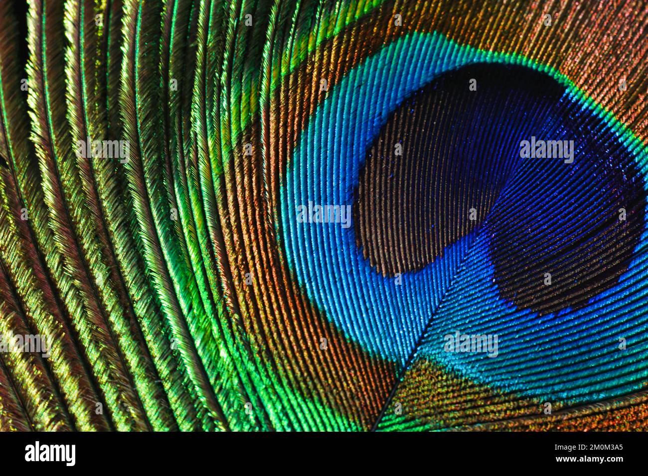 Macro de plumes de paon. contour progressif isolé. Banque D'Images