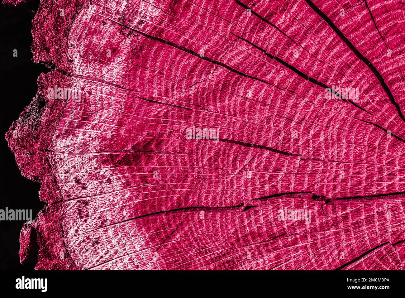 Texture en bois tonique d'un arbre rond abattu de couleur rouge. Couleur tendance : 2023 Viva Magenta. Arrière-plan très coloré. Texture de gros plan avec anneaux radiaux annuels et fissures à partir du centre. Banque D'Images