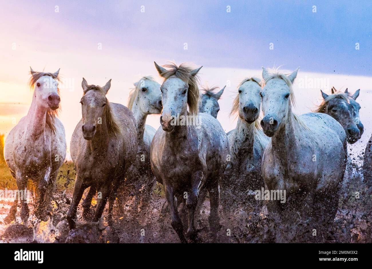 Des images ÉPOUSTOUFLANTES de chevaux blancs qui se galopent avec leur belle vie coulant ont été capturées devant un magnifique ciel rose ombré Images de Banque D'Images
