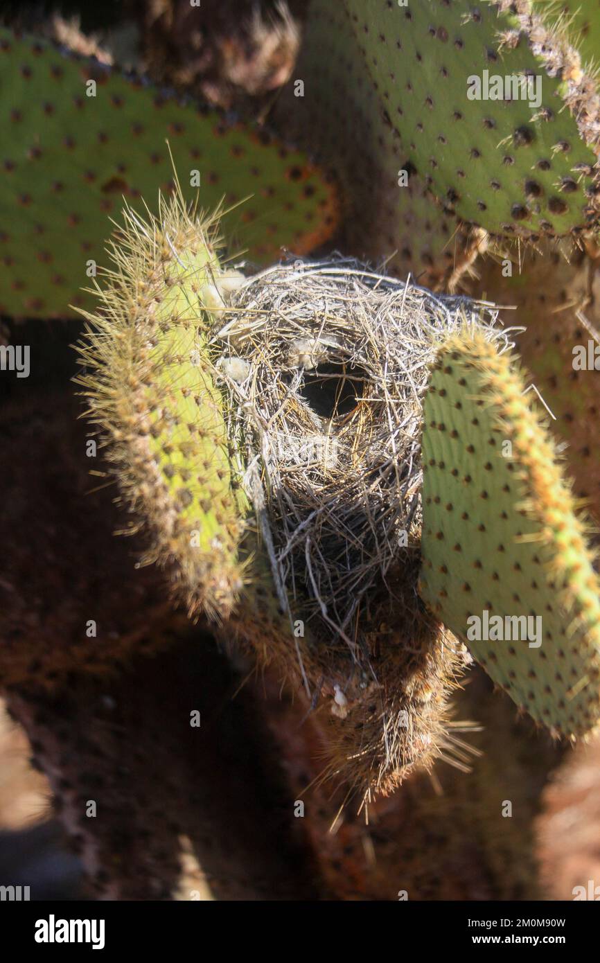 Les finch abandonnés et désertés nichent dans le cactus d'Opuntia, parc national des îles Galapagos, île de Santa Cruz, Équateur Banque D'Images