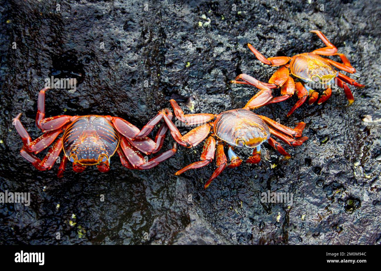 Crabe rouge, ou Sally lightfoot Crab (Grapsus Grapsus) sur lave, Galapagos. Banque D'Images