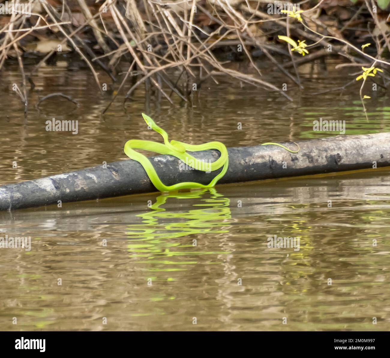 Serpent vert sur une branche d'arbre dans une rivière photographiée au Pérou en juin Banque D'Images