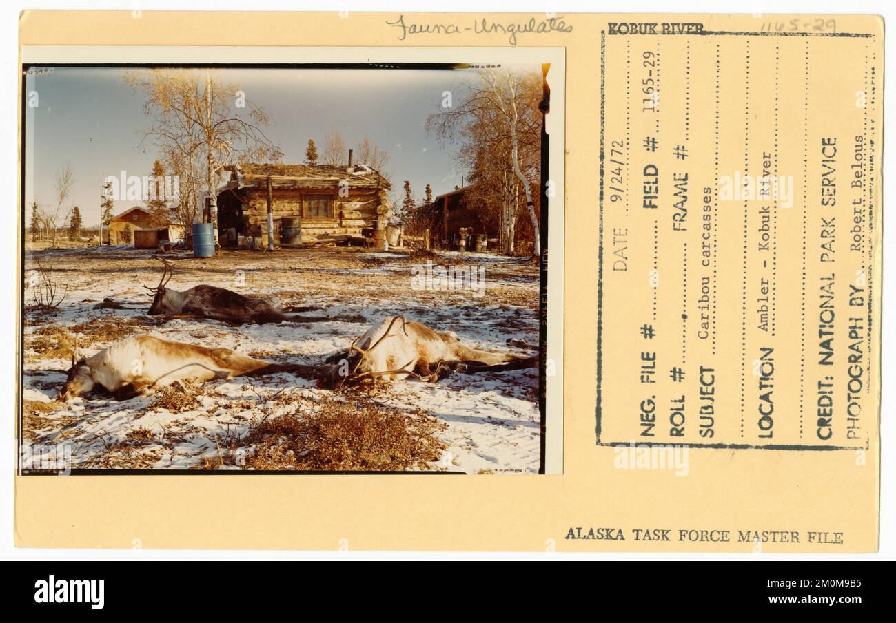 Carcasses de caribous. Photographies du Groupe de travail de l'Alaska Banque D'Images