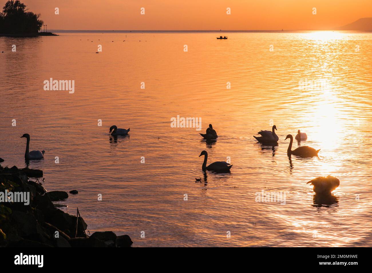 Un troupeau de cygnes nageant dans le lac Balaton au coucher du soleil photographié à Balatonfoldvar, lac Balaton, Hongrie. Balatonföldvár (Földwahr) est un reso populaire Banque D'Images