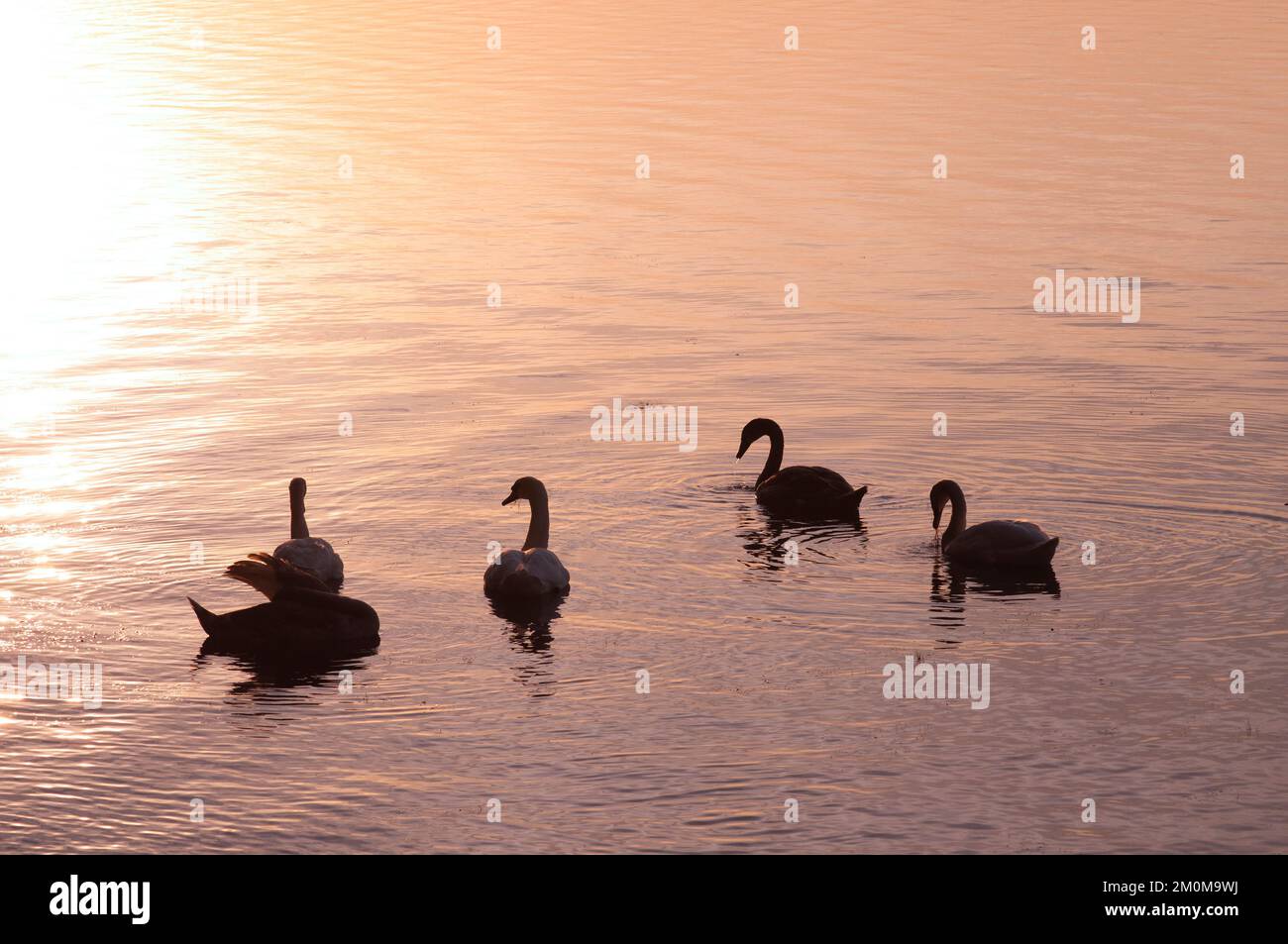 Un troupeau de cygnes nageant dans le lac Balaton au coucher du soleil photographié à Balatonfoldvar, lac Balaton, Hongrie. Balatonföldvár (Földwahr) est un reso populaire Banque D'Images