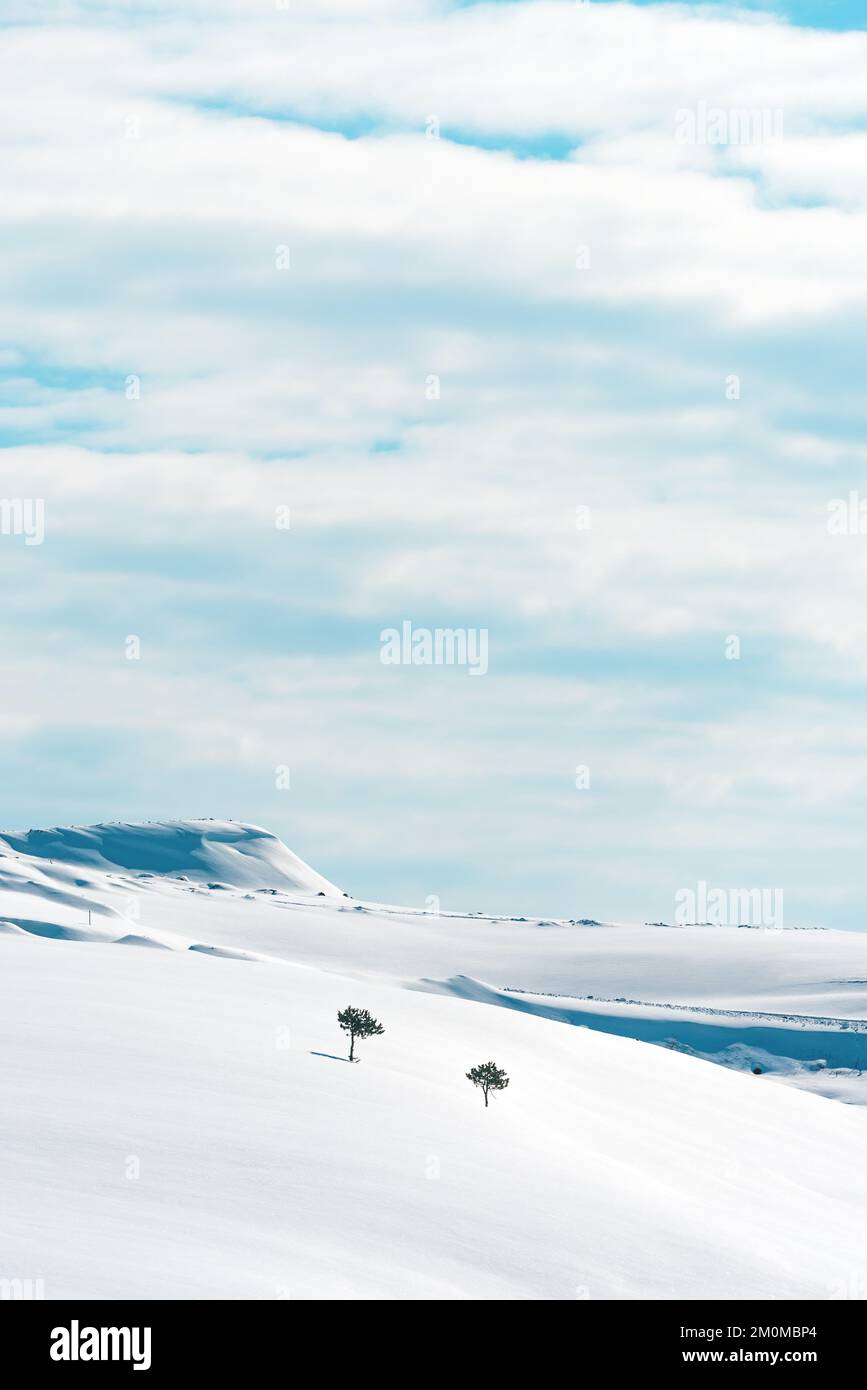 Deux arbres isolés sur des collines enneigées à la montagne Zlatibor en hiver, beauté dans la nature Banque D'Images