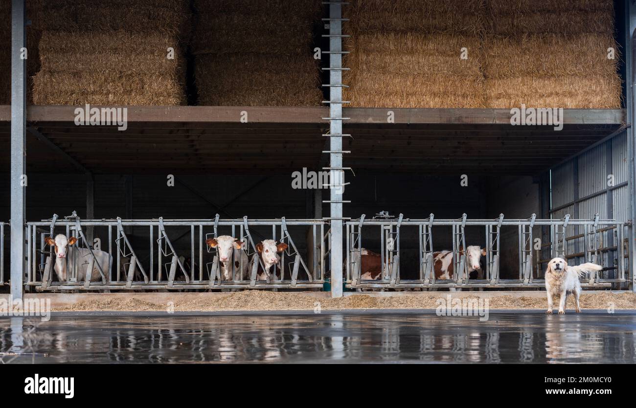 vaches tachetées noires et rouges ou brunes à l'intérieur de la grange sous des balles de foin sur la ferme belge Banque D'Images