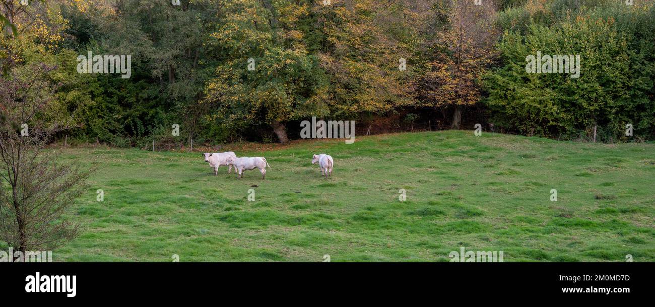 trois vaches blanches dans la vallée entre charleroi et bruxelles dans la campagne d'automne belge Banque D'Images