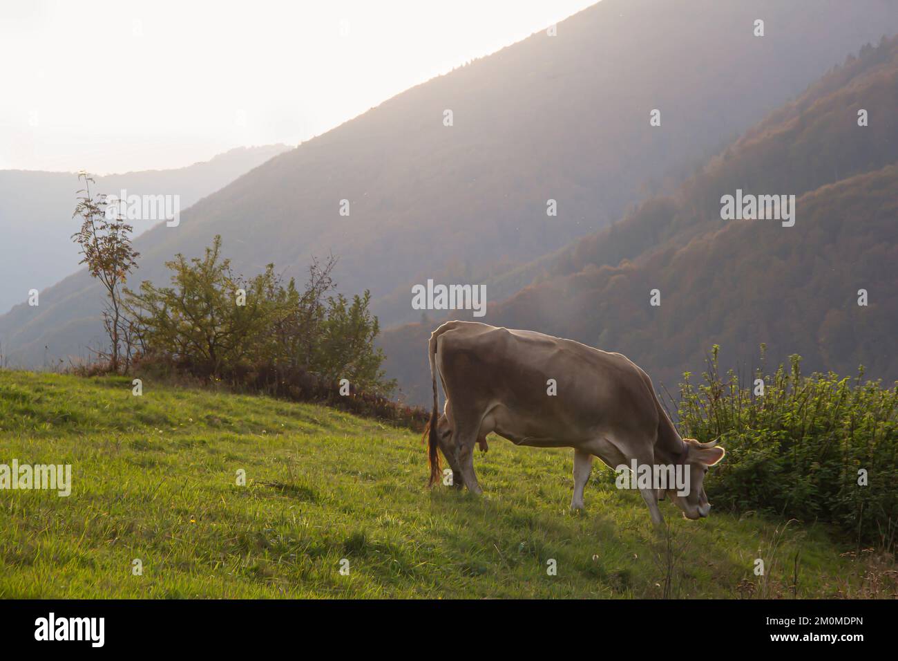 Pâturage de la vache dans les montagnes, paysage en automne Banque D'Images