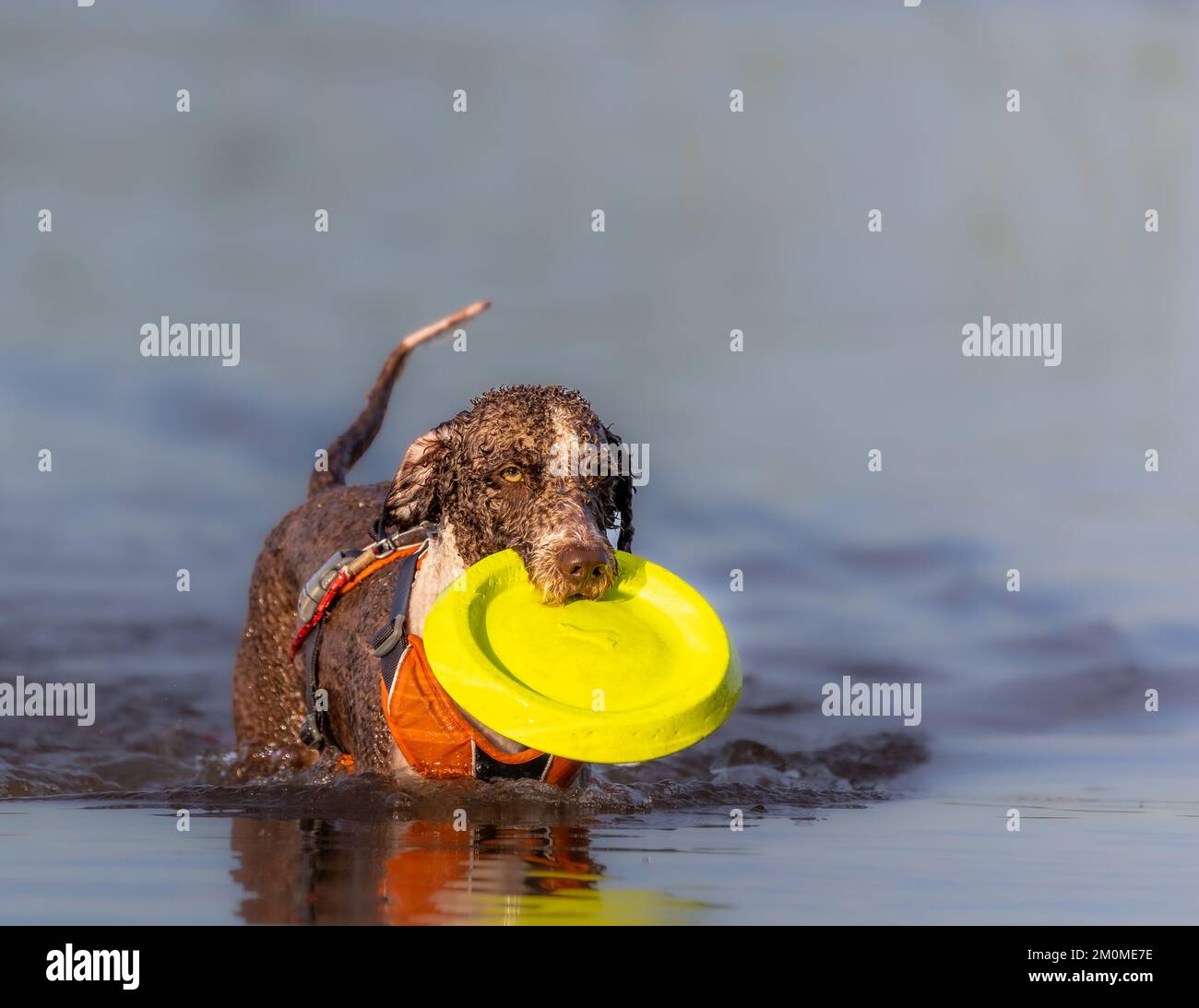 Chien d'eau espagnol jouant dans l'eau avec un Frisbee Banque D'Images