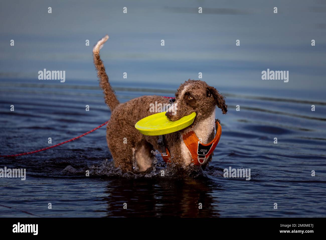 Chien d'eau espagnol jouant dans l'eau avec un Frisbee Banque D'Images