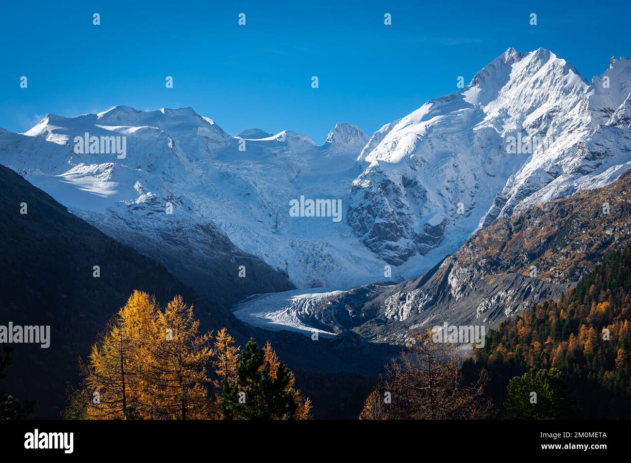 Glacier du Morteratsch dans les Alpes suisses avec mélèze aux couleurs de l'automne et neige fraîche au sommet des montagnes. Banque D'Images