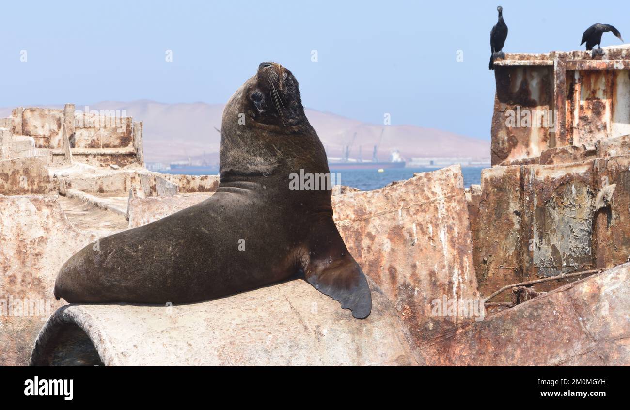 Un lion de mer mâle d'amérique du Sud (Otaria flavescens) pose sur un navire abandonné couvert de guano dans la baie de Pisco, El Chaco, Paracas. Pérou Banque D'Images