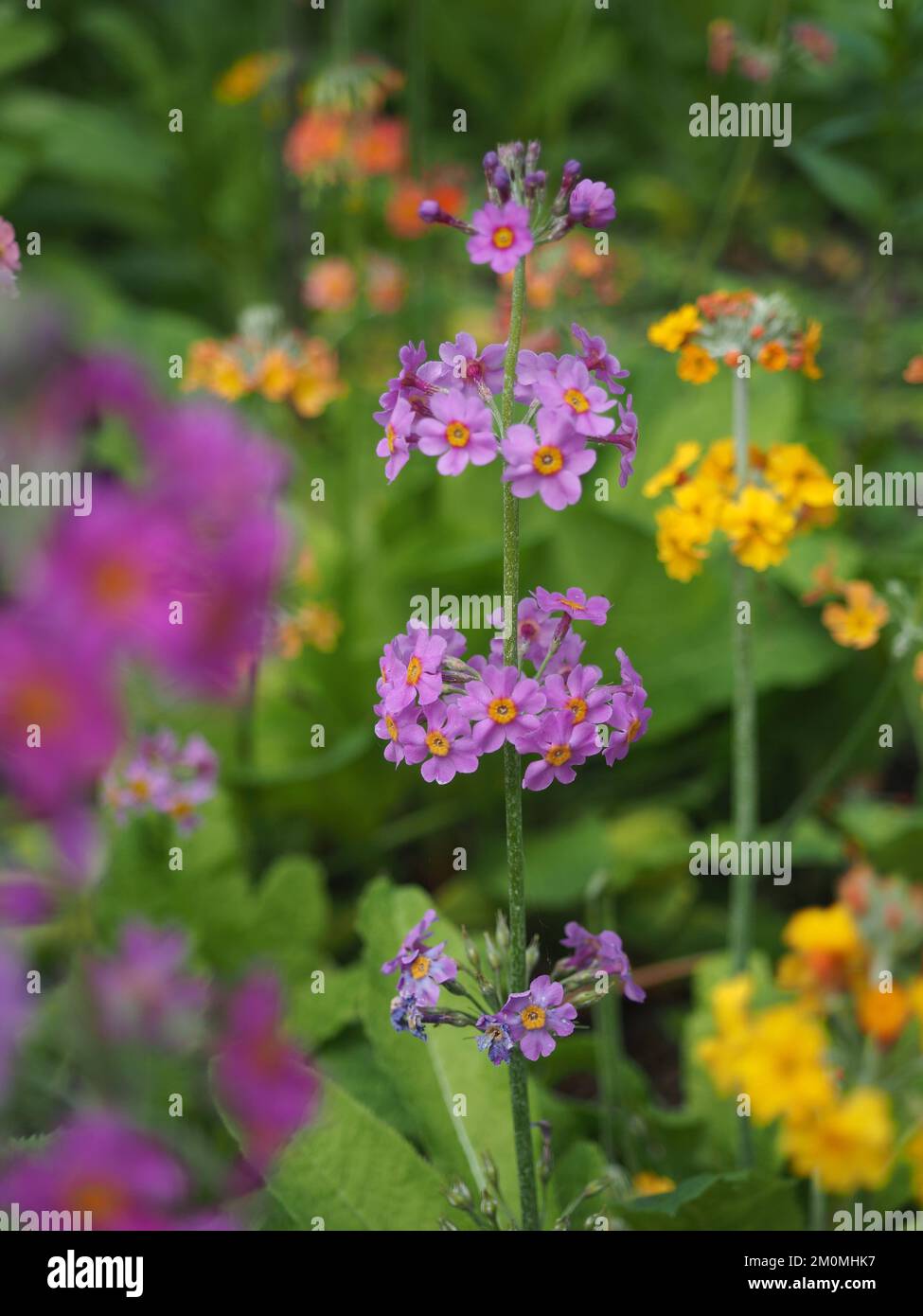 Au début de l'été, parterres fleuris avec un bulleyana Primula violet et jaune dans les jardins de RHS Garden Wisley Banque D'Images