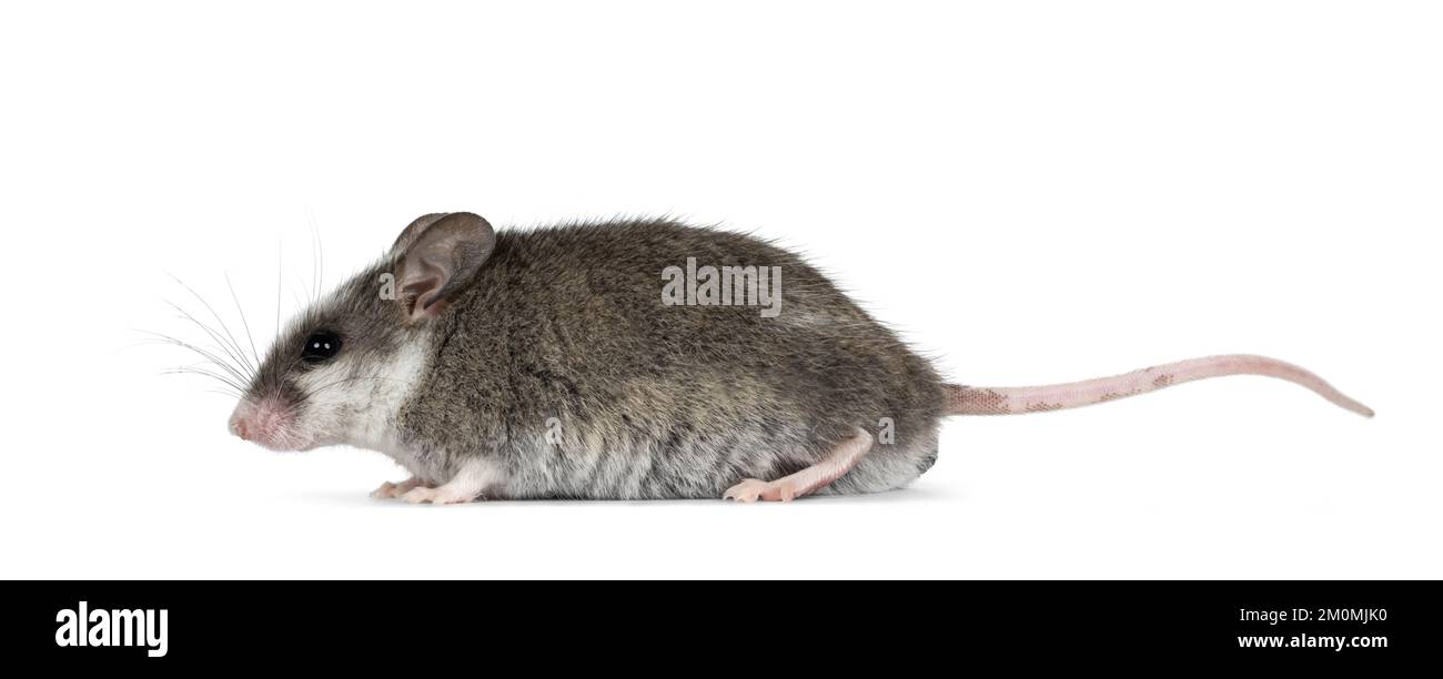 Souris grise mignonne avec des taches blanches sur la tête, sur les côtés. En regardant loin de l'appareil photo. Isolé sur un fond blanc. Banque D'Images