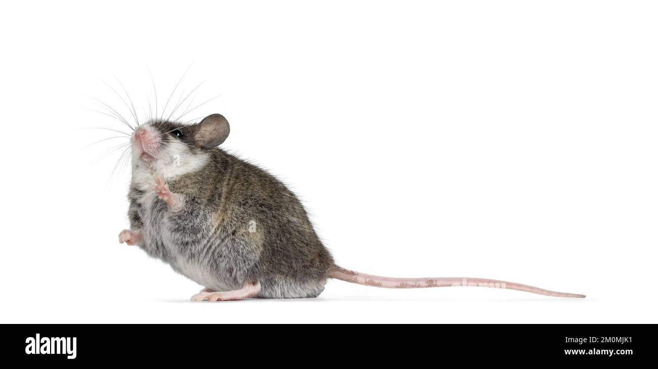 Souris grise mignonne avec des taches blanches sur la tête, debout sur les côtés avec une patte