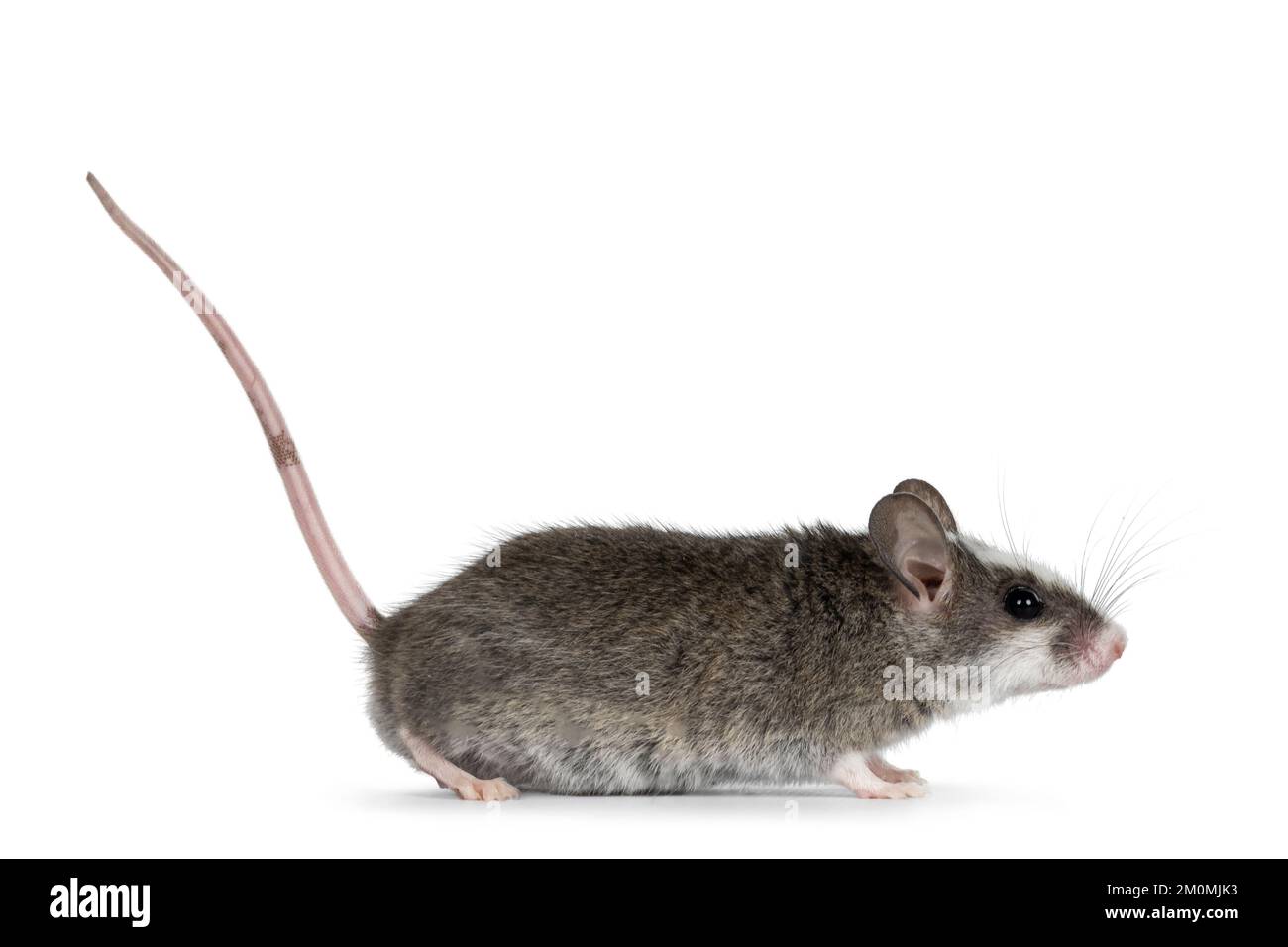 Souris grise mignonne avec des taches blanches sur la tête, debout sur les côtés avec la queue vers le haut. En regardant loin de l'appareil photo. Isolé sur un fond blanc. Banque D'Images