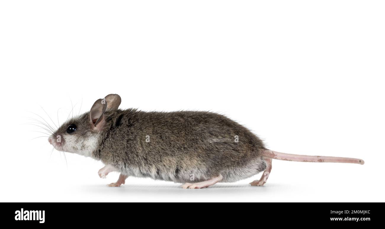 Souris grise mignonne avec des taches blanches sur la tête, la marche ou la course à pied. En regardant loin de l'appareil photo. Isolé sur un fond blanc. Banque D'Images