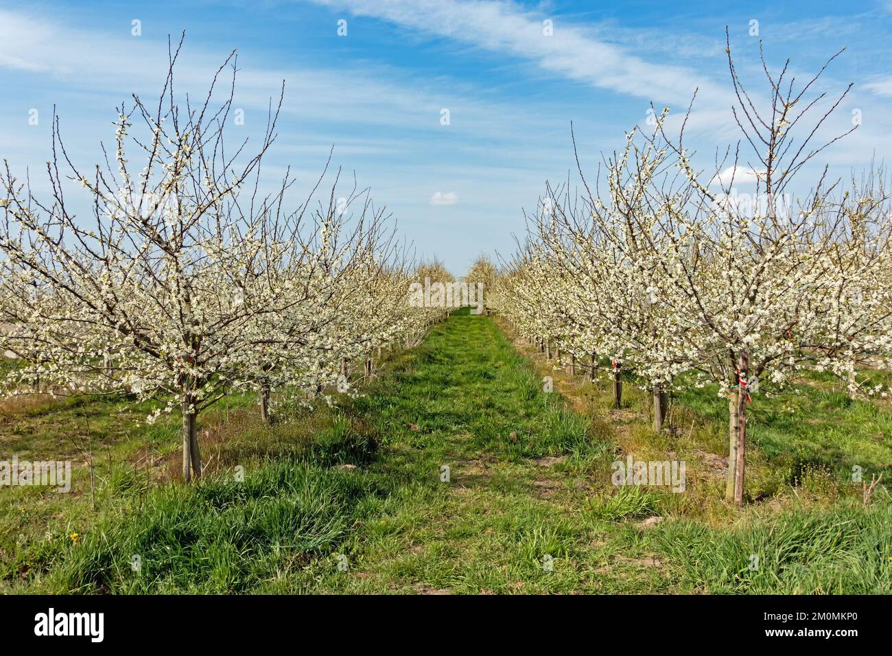 Pommiers fleuris sur un verger dans le pays de l'Alte, Basse-Saxe, Allemagne Banque D'Images