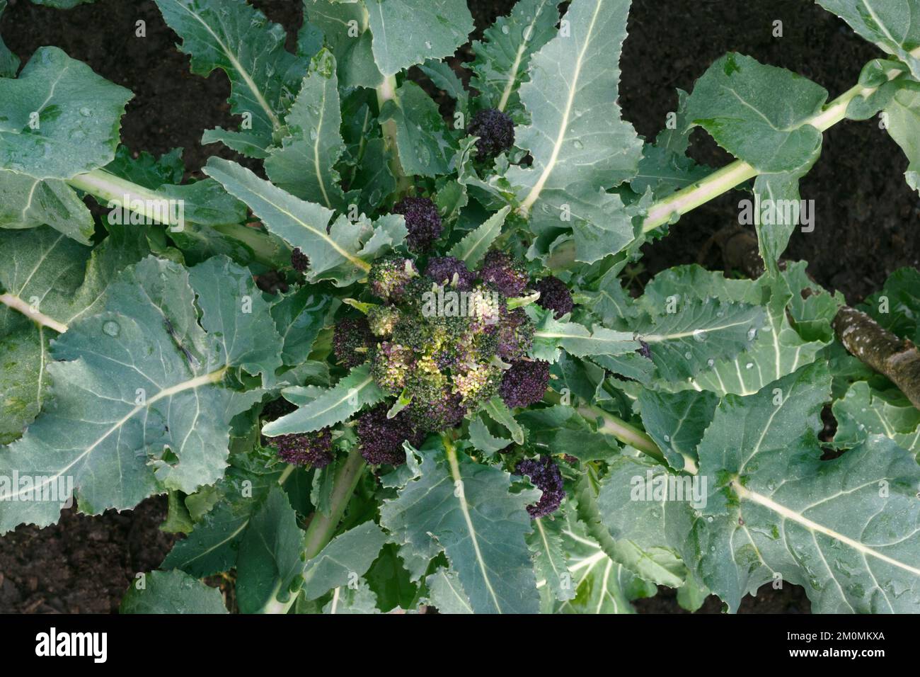 Des fleurs de brocoli pourpres étouffées par de fortes pluies qui se transforment en glace après une chute rapide des températures. Le fleuret supérieur qui a été le plus exposé rapide Banque D'Images