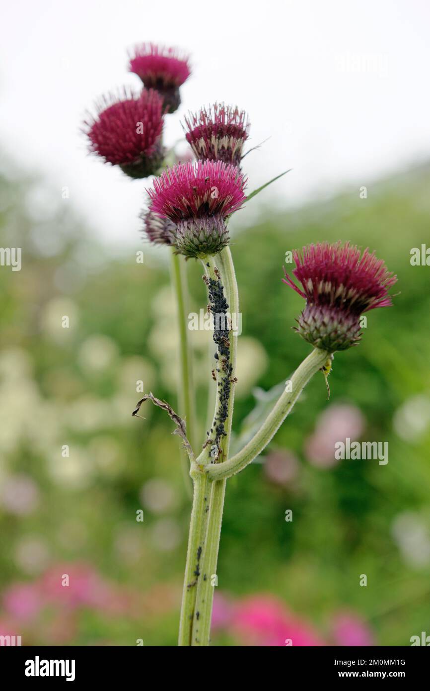 Les pucerons du haricot noir (connus en Grande-Bretagne sous le nom de Blackfly) sont élevés/moulus par des fourmis sur des fleurs de Cursium rivulare 'Atropurpuremann'. Banque D'Images