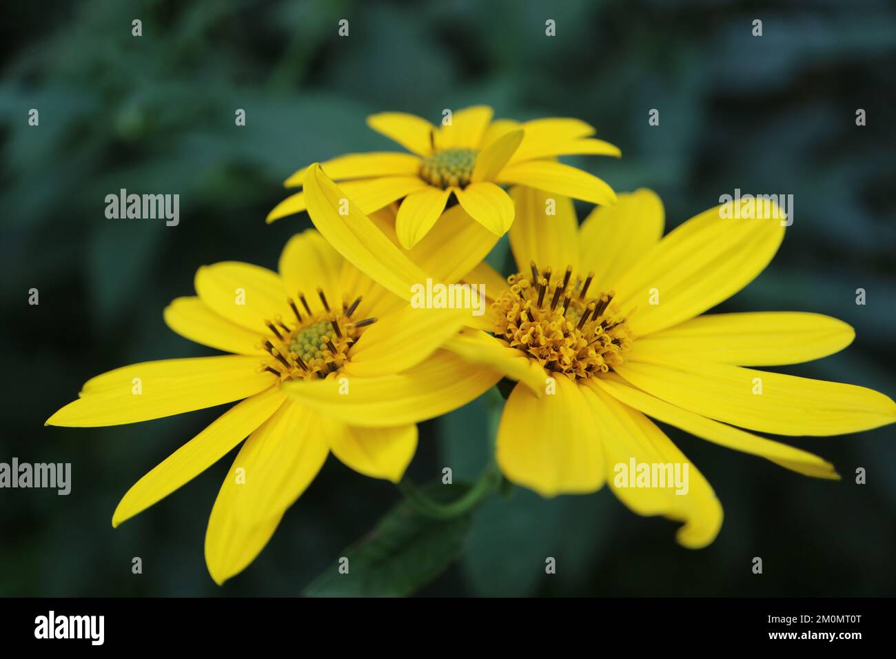 Jérusalem jaune fleurs d'artichaut dans le jardin, tournesol sauvage avec des pétales délicats et des feuilles vertes, fleur d'été macro, beauté Banque D'Images