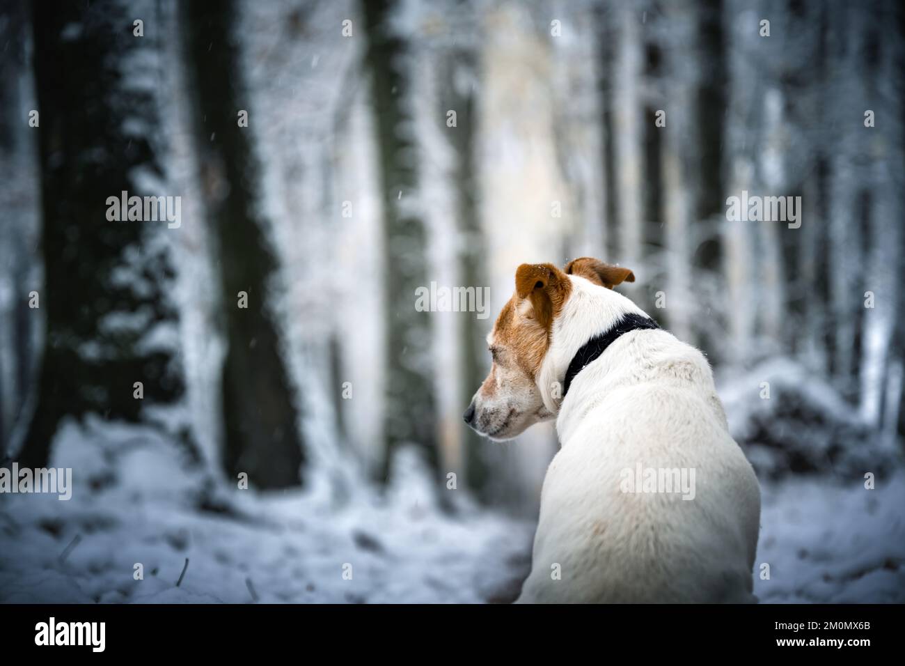 Chien de race Jack Russell Terrier dans un parc enneigé d'hiver. Pittoresque scène d'hiver. Photographie d'animaux Banque D'Images
