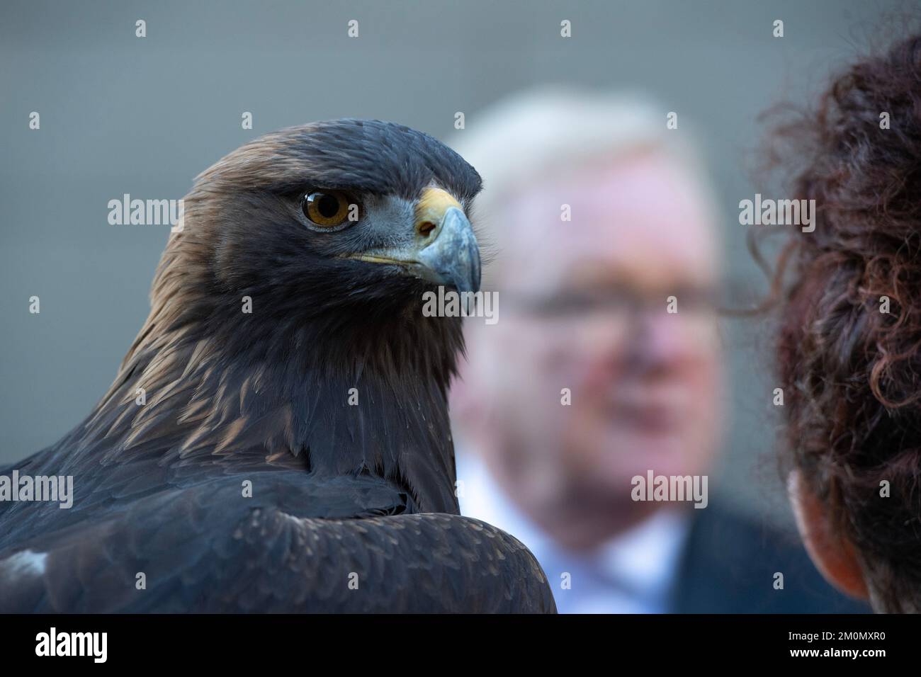 Édimbourg, Écosse, Royaume-Uni. 7 décembre 2022. PHOTO : Jackson Carlaw MSP avec Stanley The Golden Eagle. La commission de la participation des citoyens et des pétitions publiques prendra les preuves du requérant plus tôt dans la journée pour mieux comprendre l'impact de la législation de 2020 sur la fauconnerie en Écosse et s'il y a eu des conséquences inattendues. Le pétitionnaire Barry Blyther, Roxanne Blyther et Stanley l'aigle doré. Le Comité doit également obtenir des témoignages du Ministre de l'environnement, de la biodiversité et de la réforme agraire et de NatureScot le 21st décembre 2022. Crédit : Colin D Fisher Banque D'Images