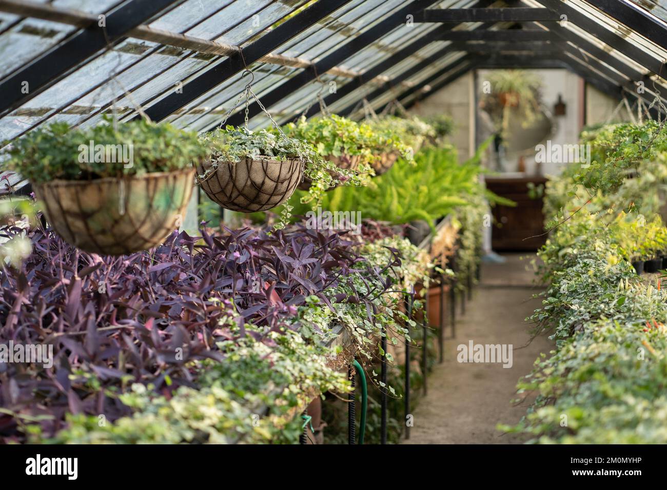 Intérieur en serre avec plantes tropicales colorées qui poussent à l'intérieur avec toit en verre à la lumière du soleil Banque D'Images