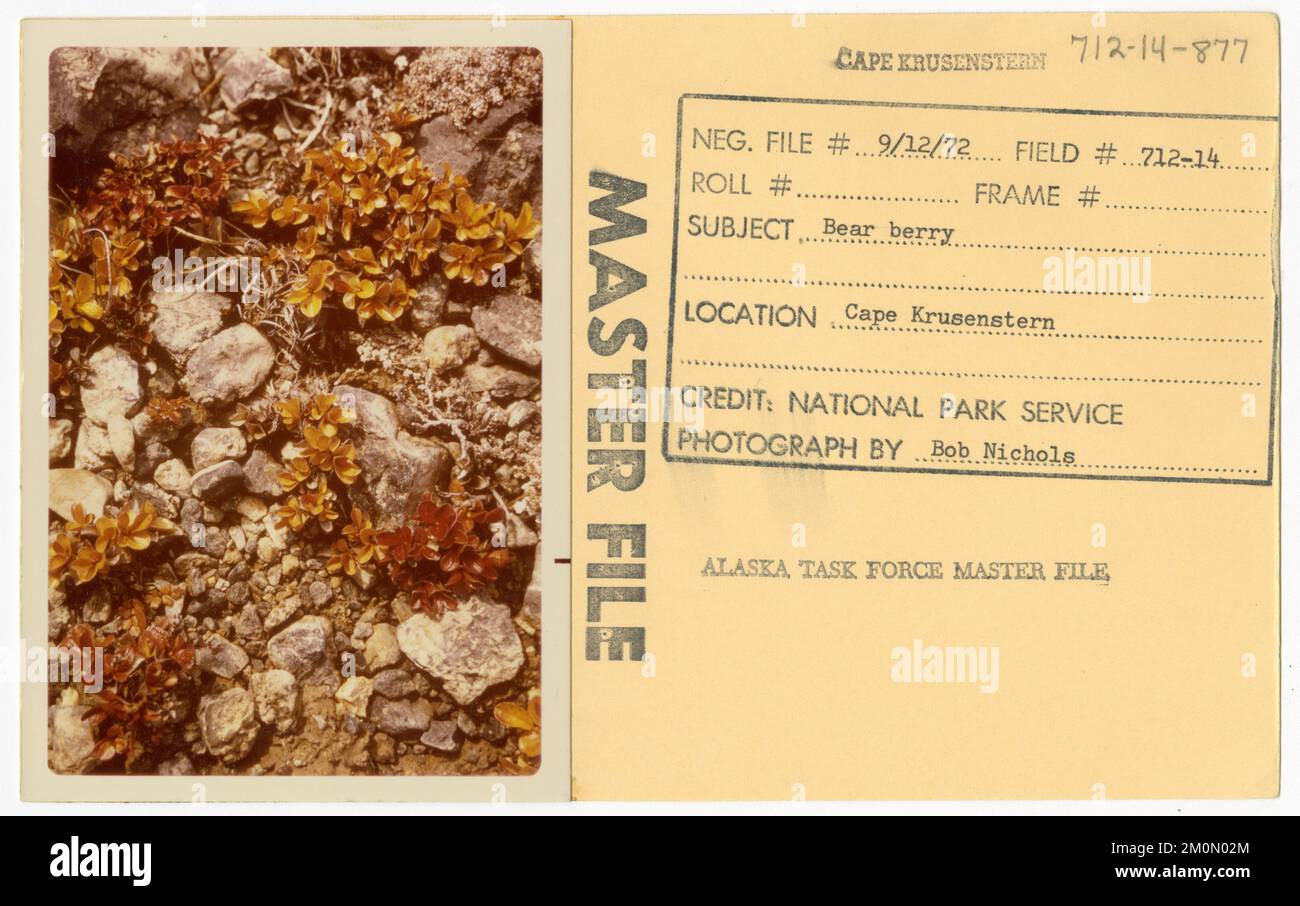 Mûre. Photographies du Groupe de travail de l'Alaska Banque D'Images