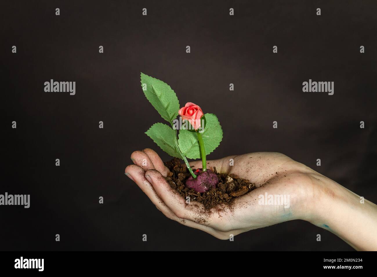 Gros plan de la main femelle tenant le sol avec la fleur de rose. Isolé sur le noir. Banque D'Images